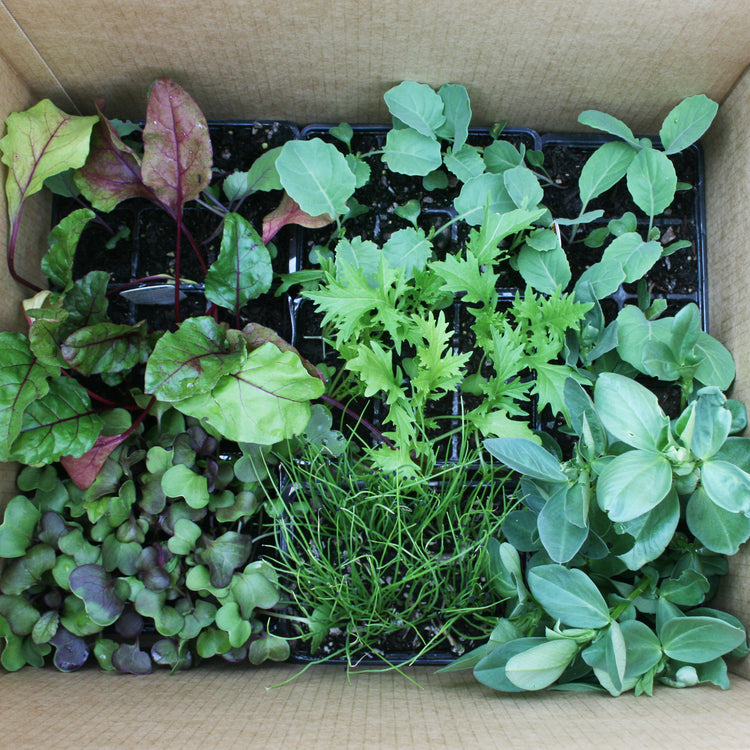 Great Value Multipacks