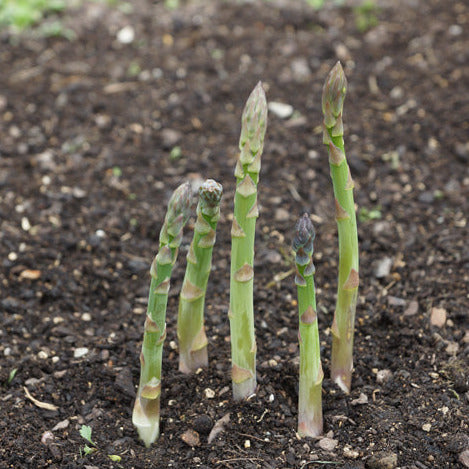 Asparagus Mary Washington Seedlings - first-year plant