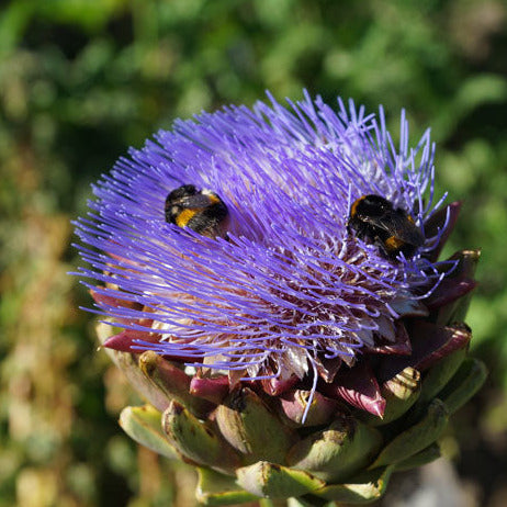 Globe Artichoke Seedling