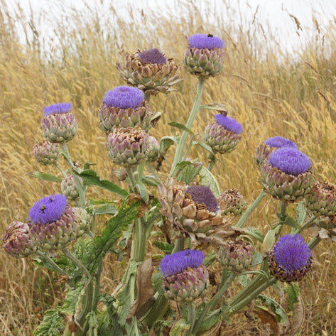 Globe Artichoke Seedling