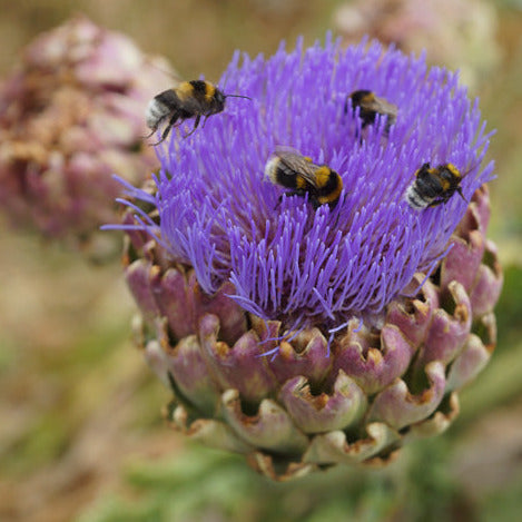 Globe Artichoke Seedling