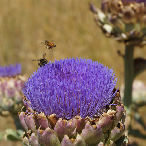 Globe Artichoke Seedling