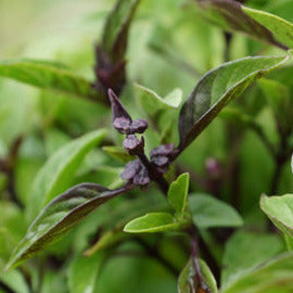 Basil Thai Seedlings Weathersfield Organics