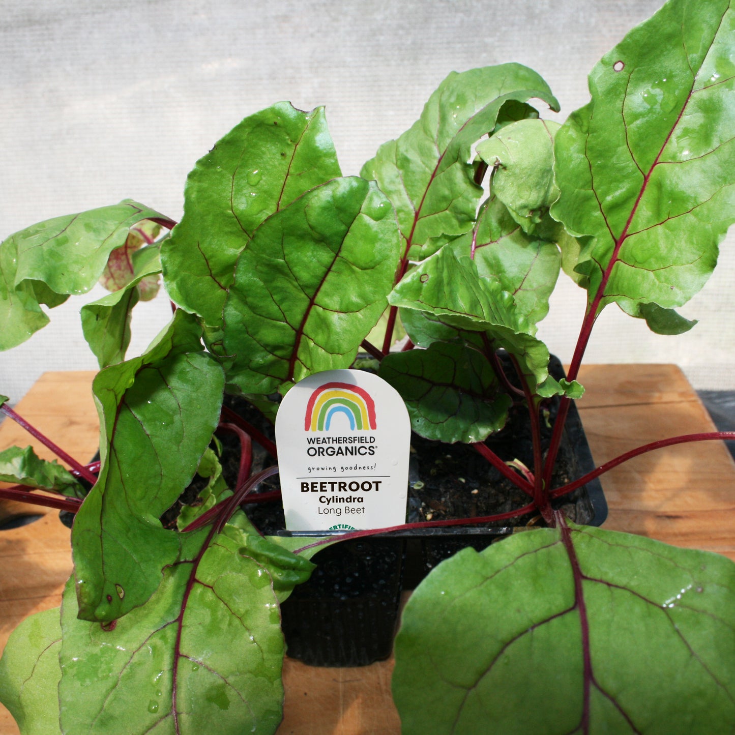 Beetroot Cylindra Seedlings