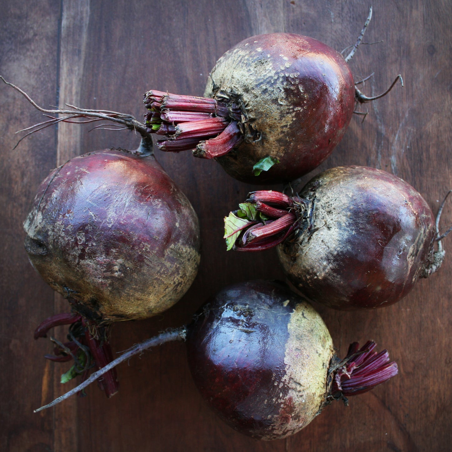 Beetroot Bull's Blood Seedlings