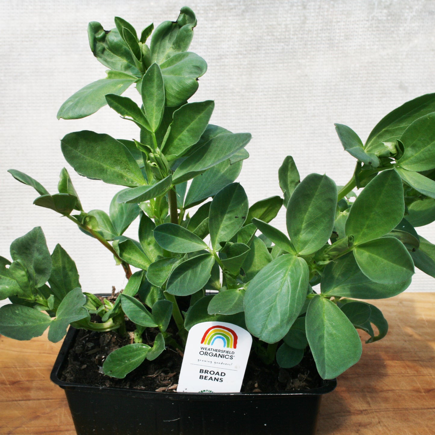 Broad Beans Seedlings