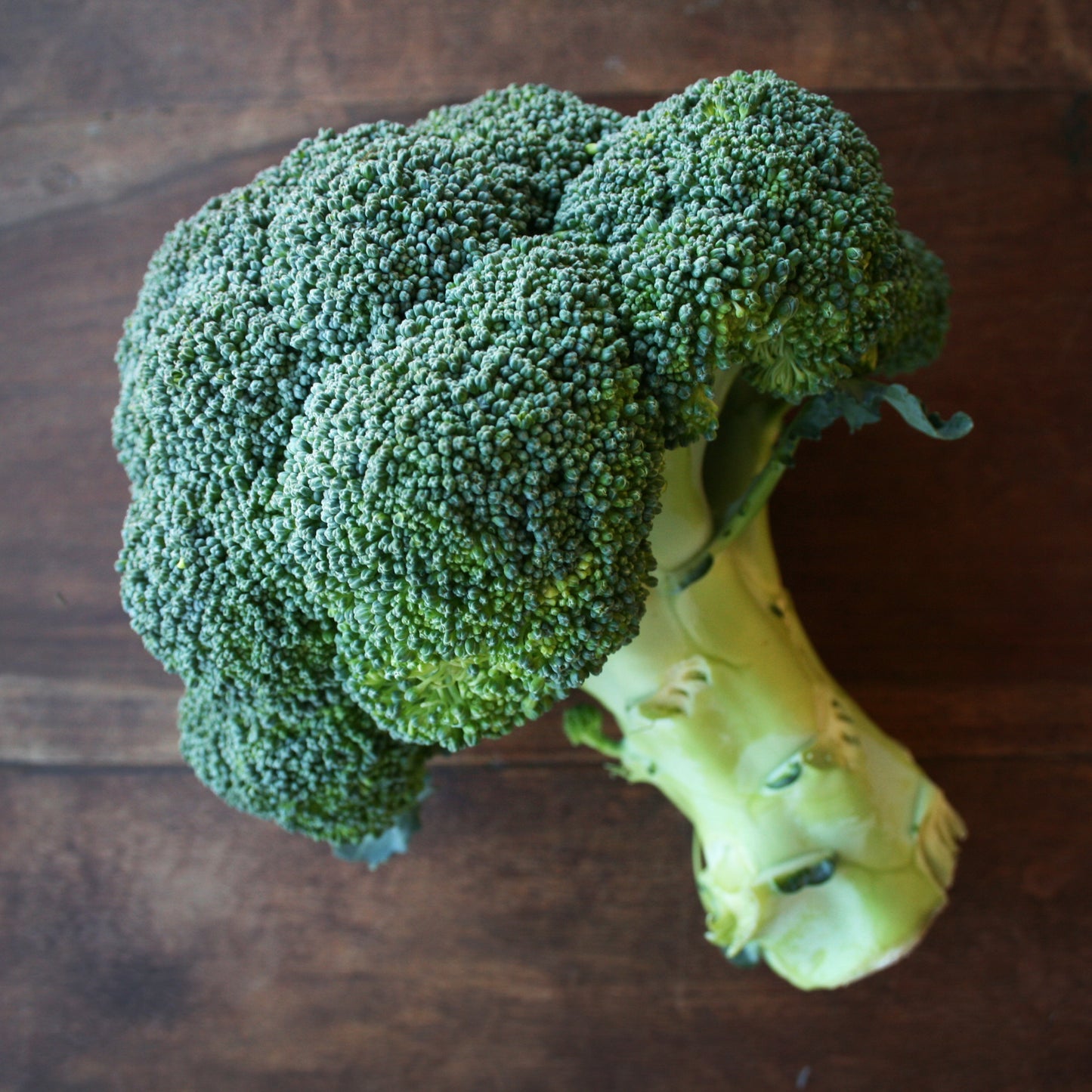 Broccoli Supermarket Style Green Seedlings