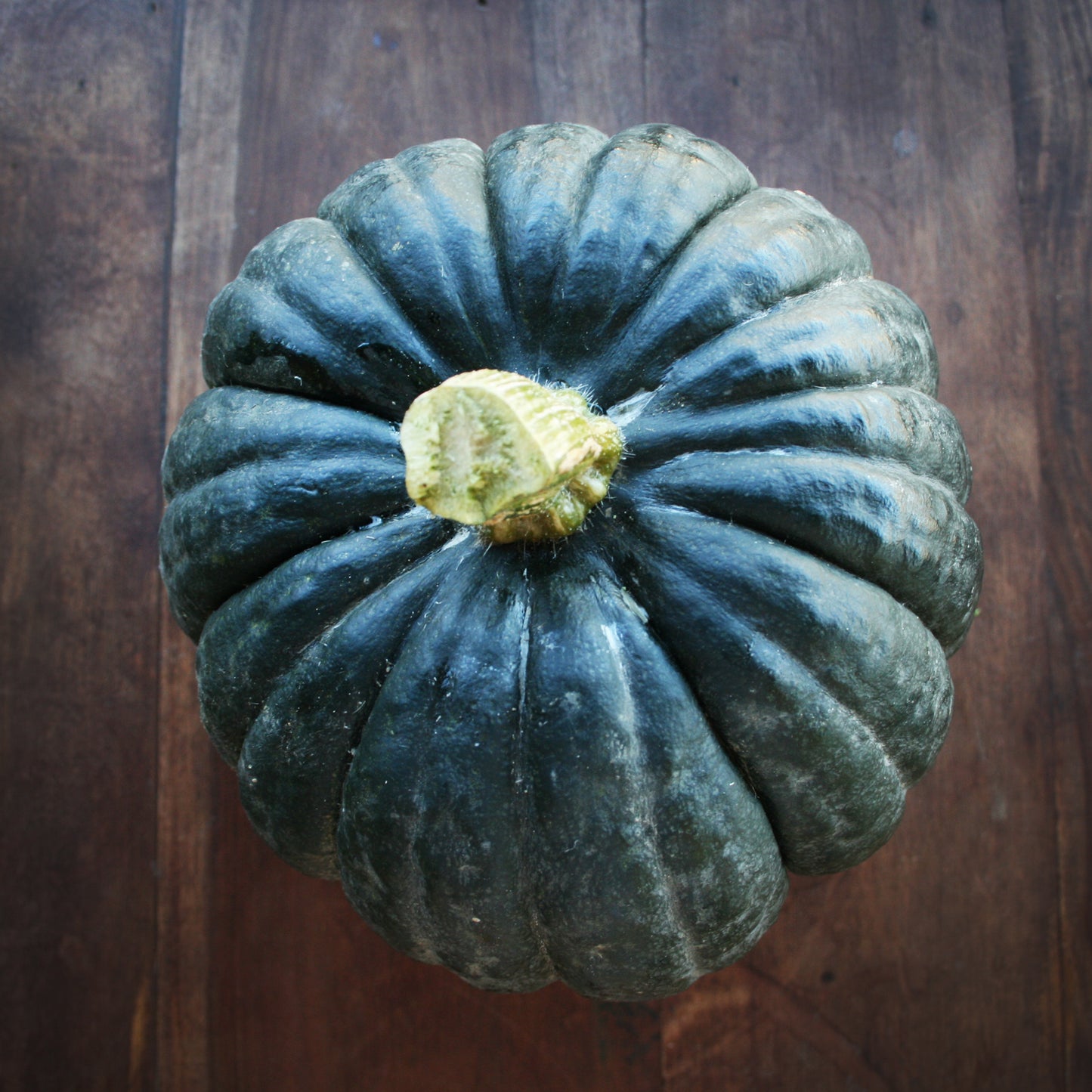 Buttercup Squash Seedling