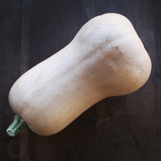 Butternut Squash Seedling