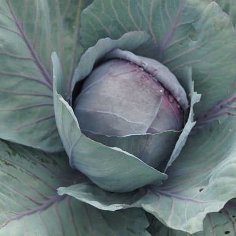 Cabbage Red Seedlings