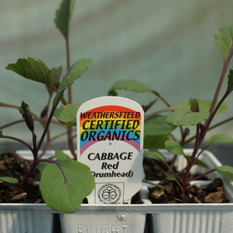 Cabbage Red Seedlings