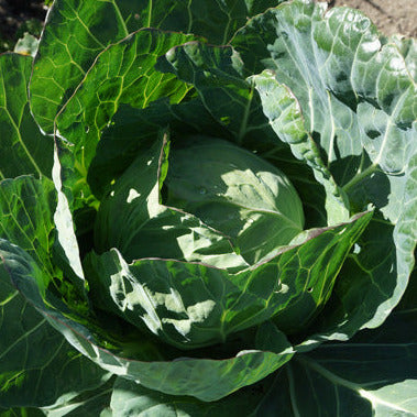 Cabbage Space Saver mature vegetable