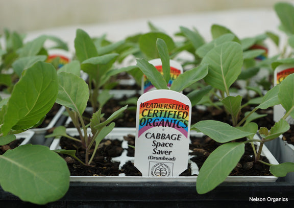 Cabbage Space Saver Seedlings