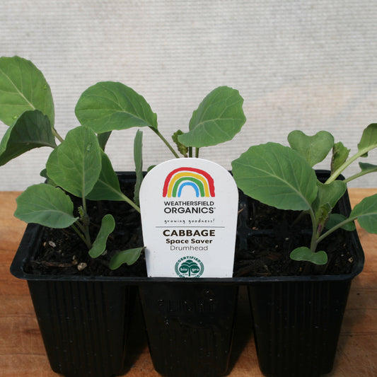 Cabbage Space Saver Seedlings