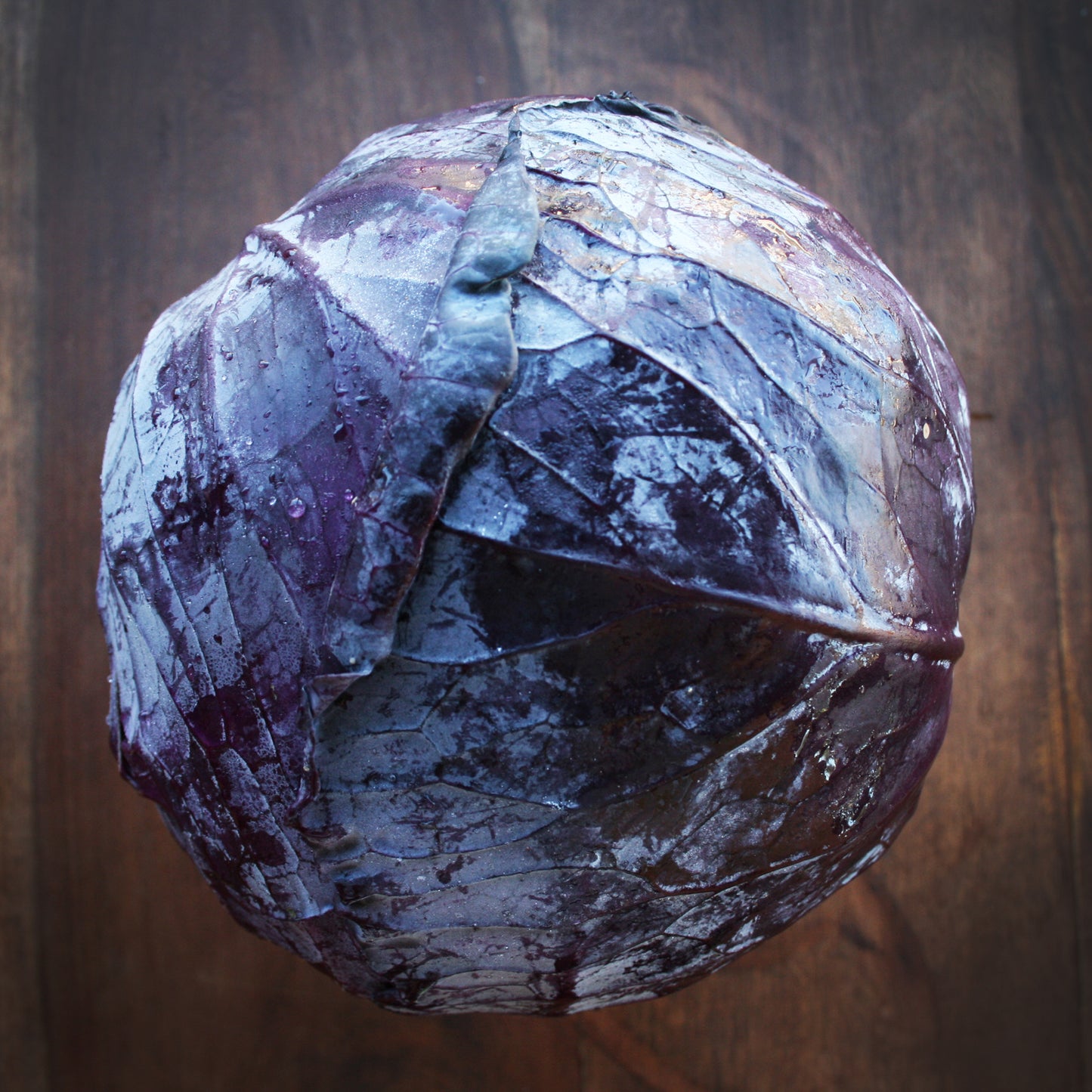 Red Cabbage fully grown