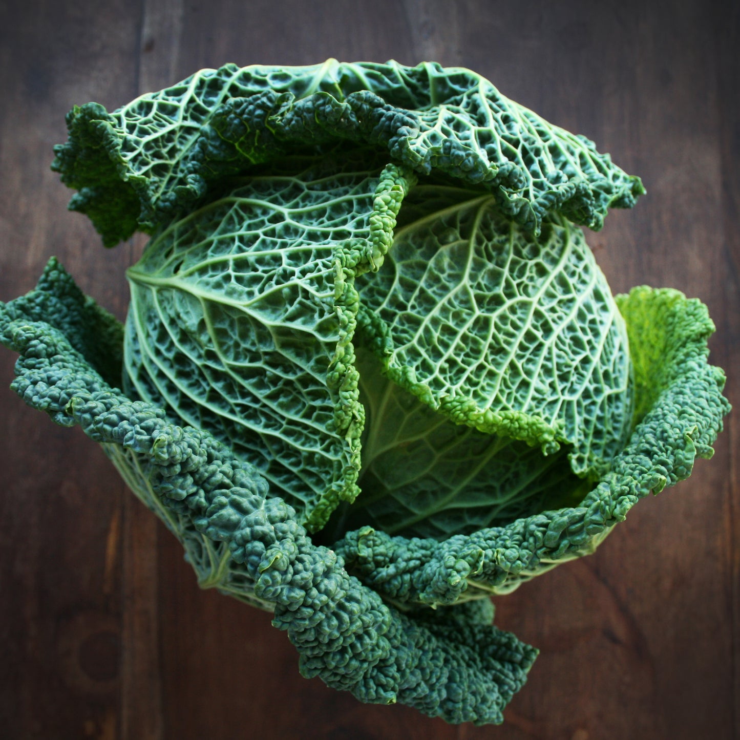 Cabbage Vertus Savoy Seedlings