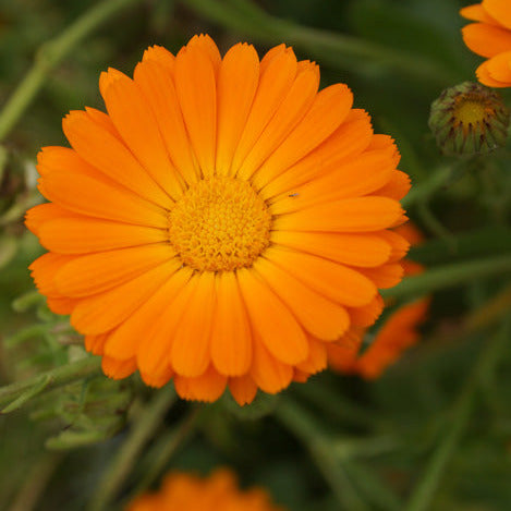 Calendula – Pot Marigold Seedling