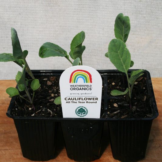 Cauliflower - All The Year Round Seedlings