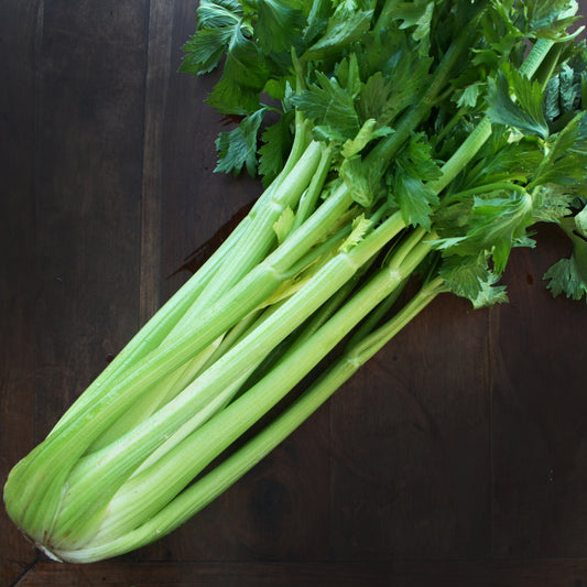 Celery Seedlings