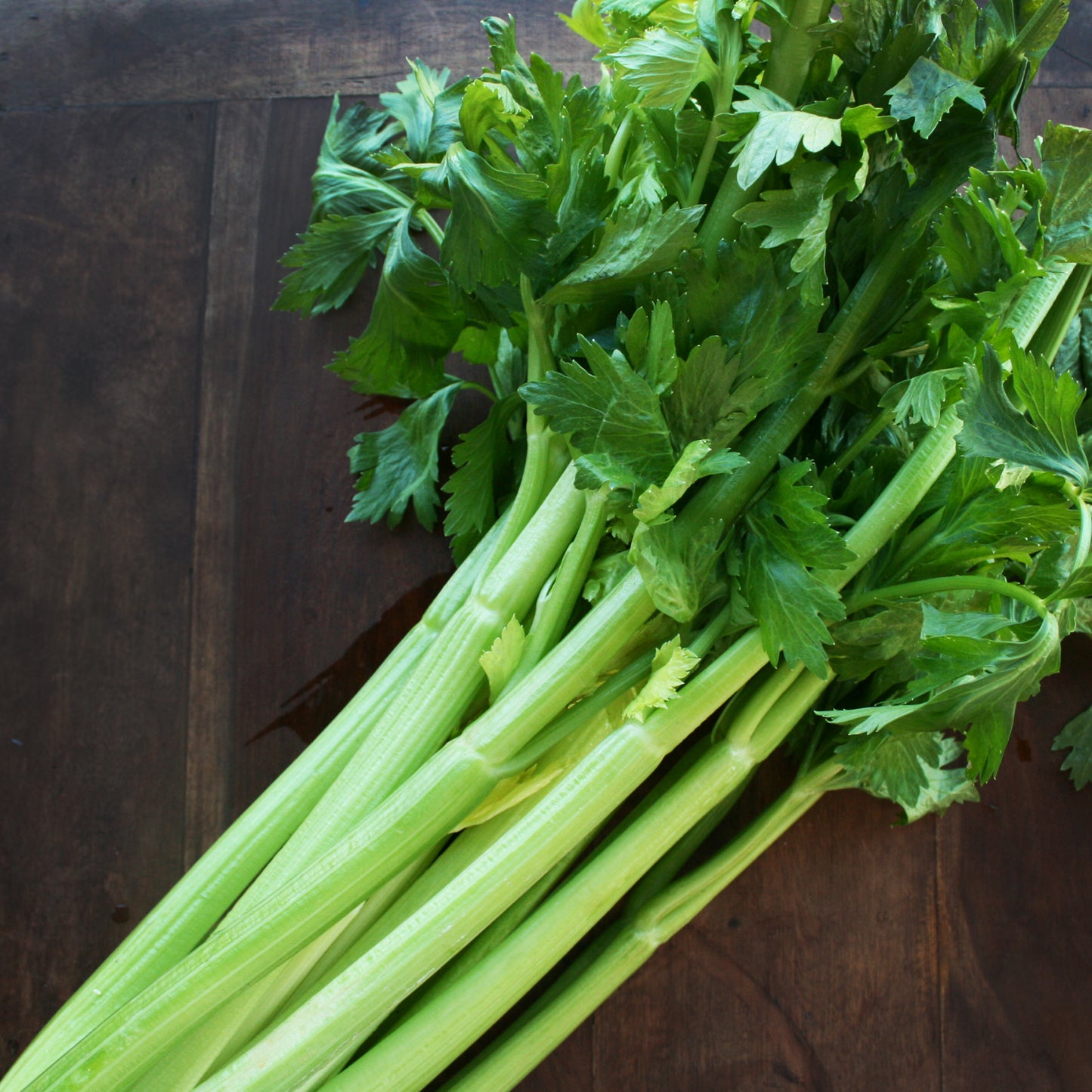 Celery Seedlings