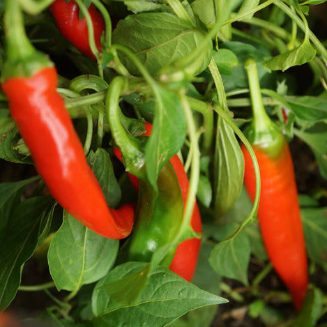 Cayenne Long Thin Chilli Seedling