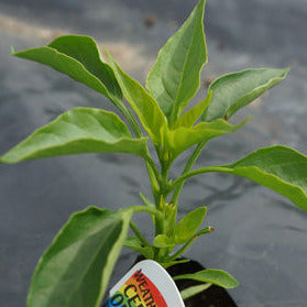 Cayenne Long Thin Chilli Seedling
