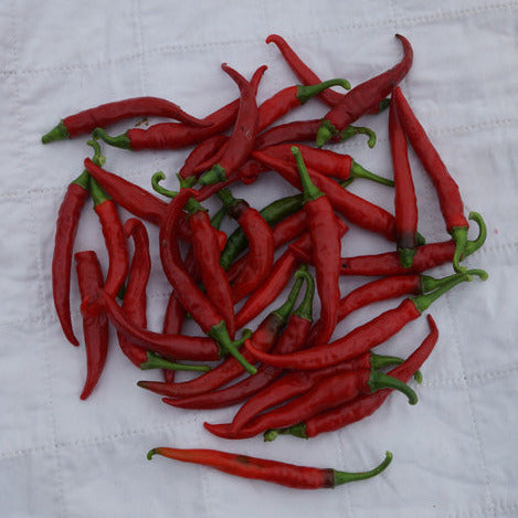 Cayenne Long Thin Chilli Seedling