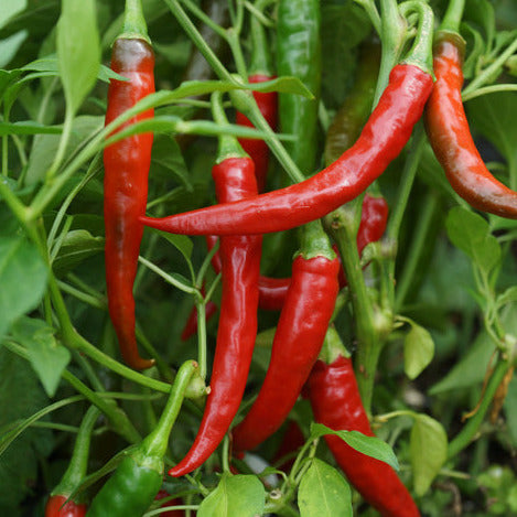 Cayenne Long Thin Chilli Seedling