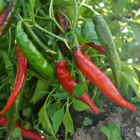 Cayenne Long Thin Chilli Seedling