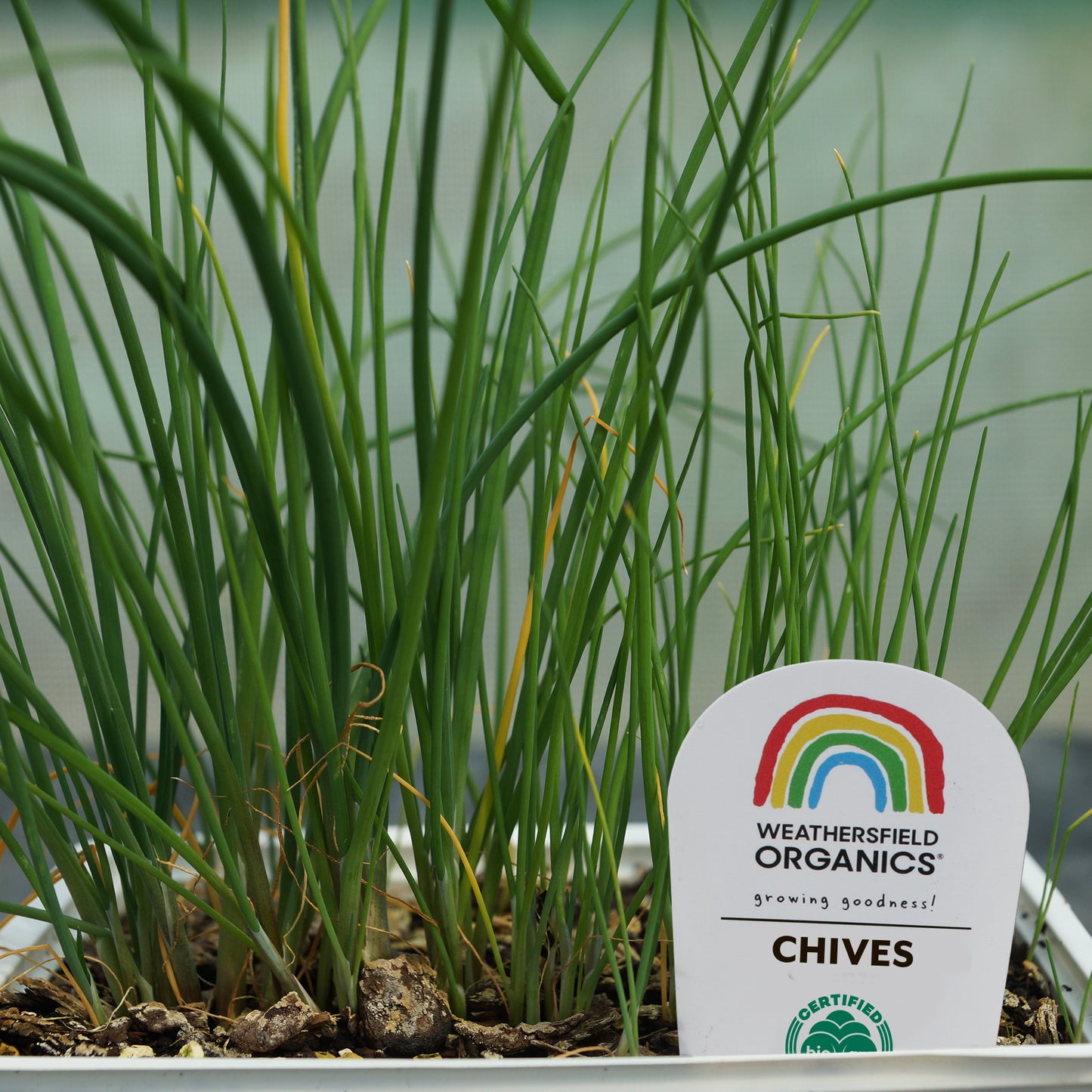 Chives Seedlings