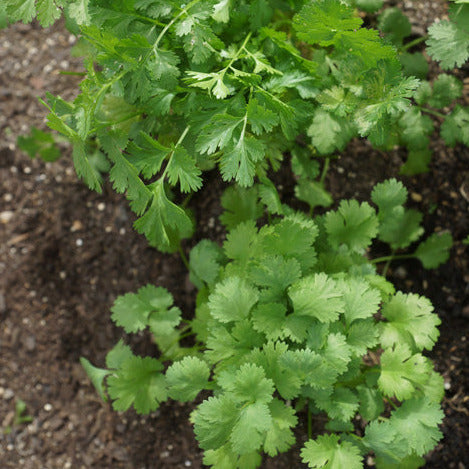 Coriander – Cilantro seedlings