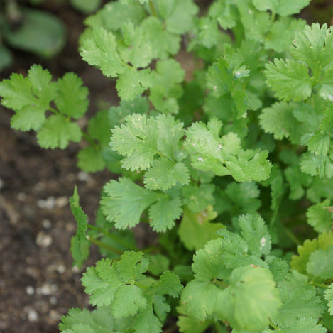 Coriander – Cilantro seedlings