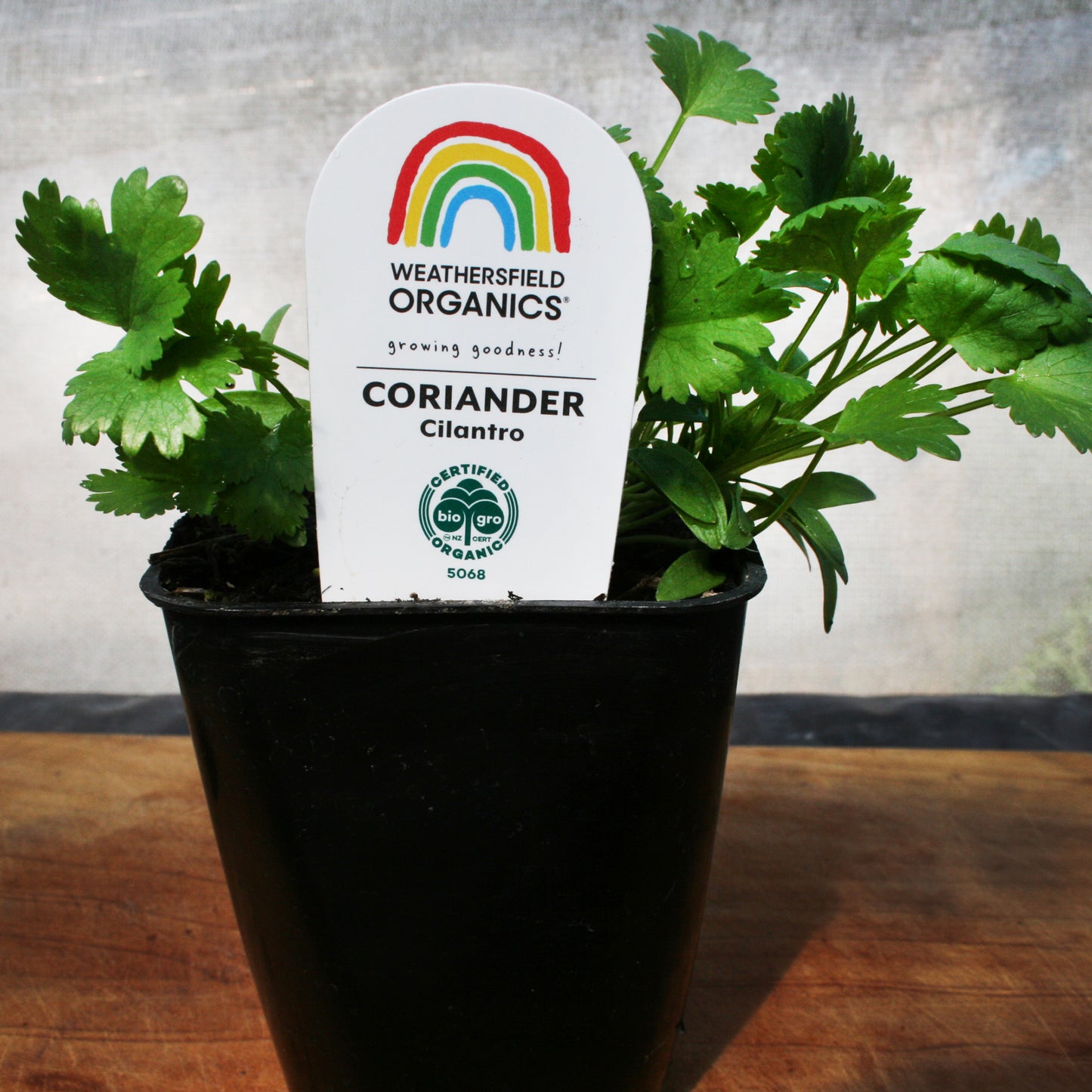 Coriander – Cilantro seedlings