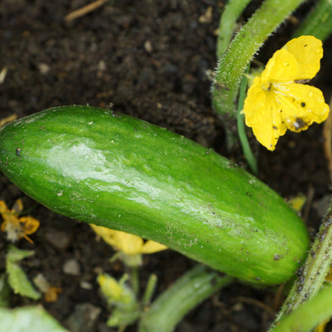 Cucumber Lebanese Seedling