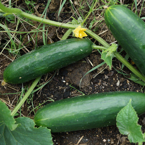 Cucumber Lebanese Seedling