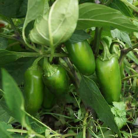 Chilli Habañero Red Seedling