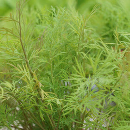 Dill Seedlings