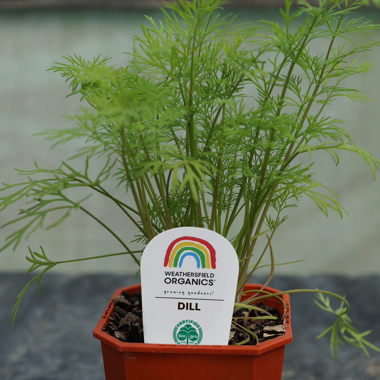 Dill Seedlings