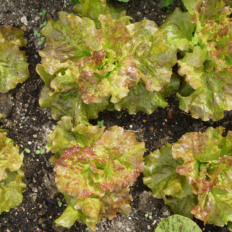 Drunken Women Lettuce plants in garden