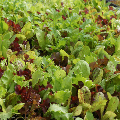 Gourmet Lettuce Mix Seedlings