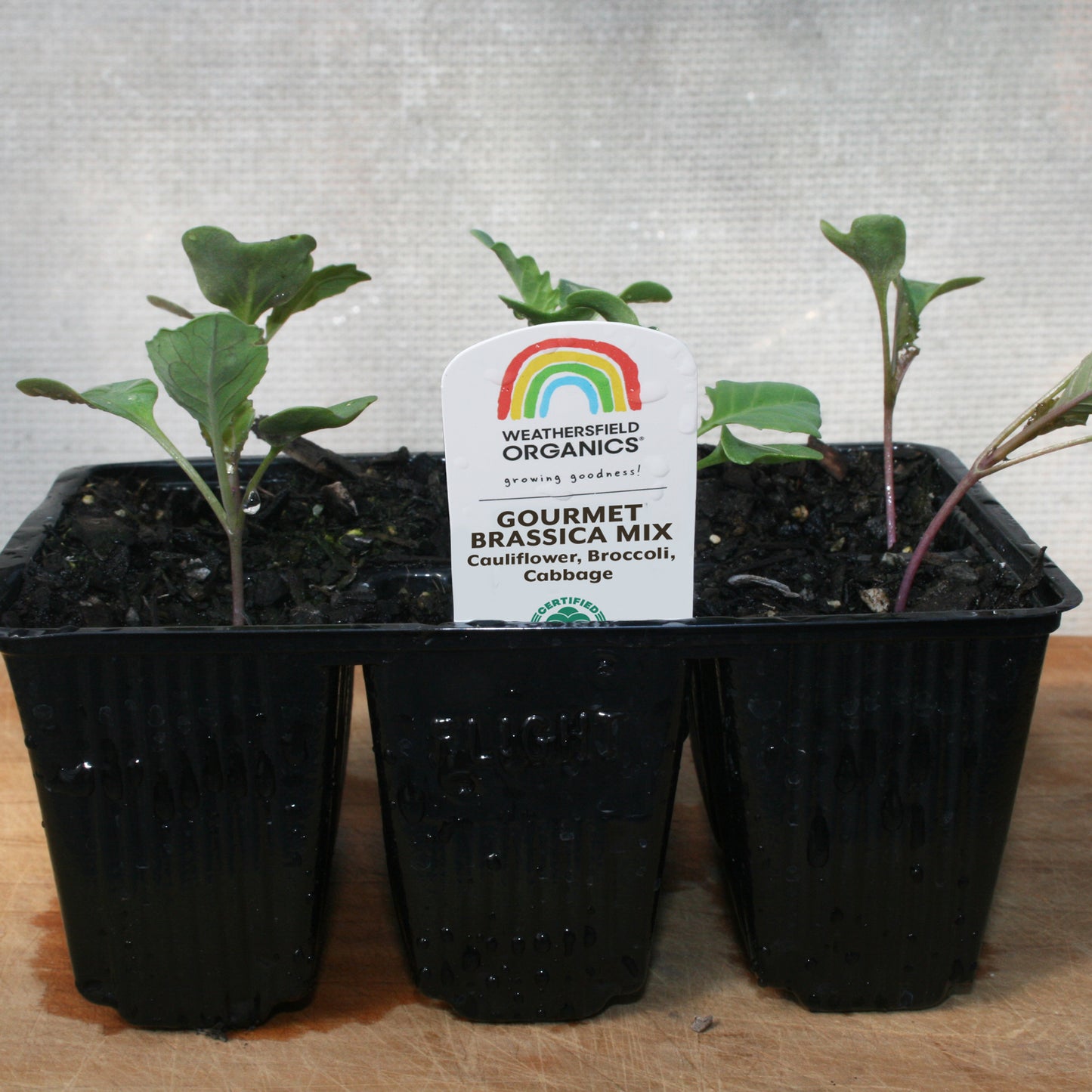 Gourmet Brassica Mix Seedlings (Cauliflower, Broccoli, Cabbage)