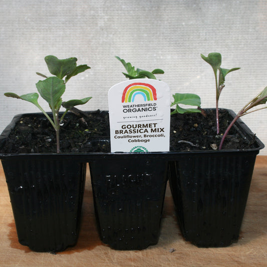 Gourmet Brassica Mix Seedlings (Cauliflower, Broccoli, Cabbage)
