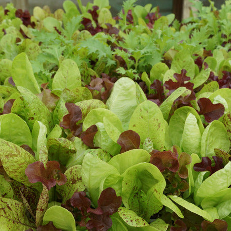 Gourmet mix lettuce seedlings