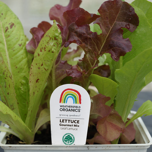Lettuce Gourmet Mix Seedlings