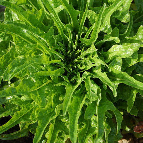 Green Oak Leaf Lettuce
