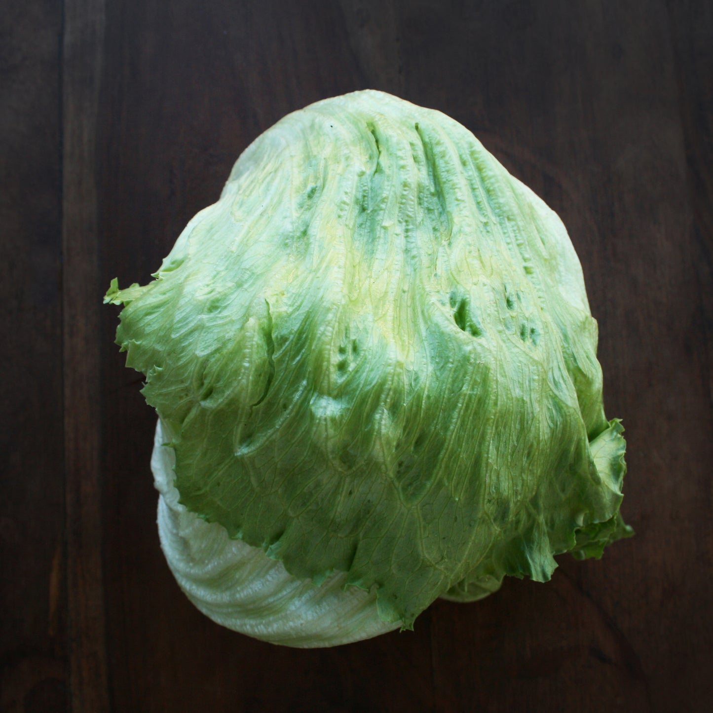 Lettuce Iceberg Seedlings