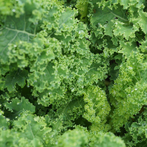 Kale Squire plant