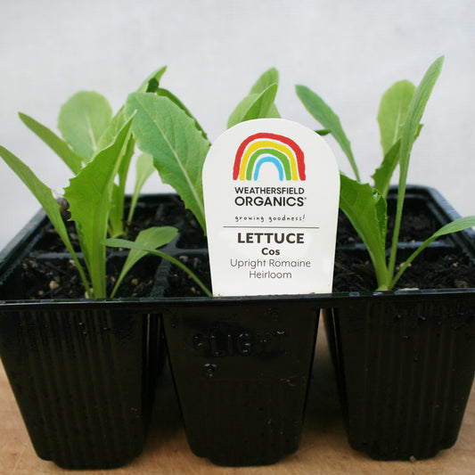 Lettuce Cos Seedlings