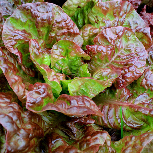 Lettuce Four Seasons Seedlings