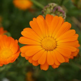 Calendula - Pot Marigold Seedling
